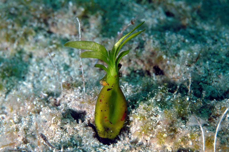 Rizomi di Posidonia oceanica